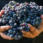 Những lưu ý, cách sử dụng và bảo quản rượu vang cao cấp