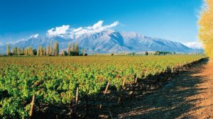 Cùng rượu vang Minh Phương tìm hiểu về rượu vang Chile cao cấp